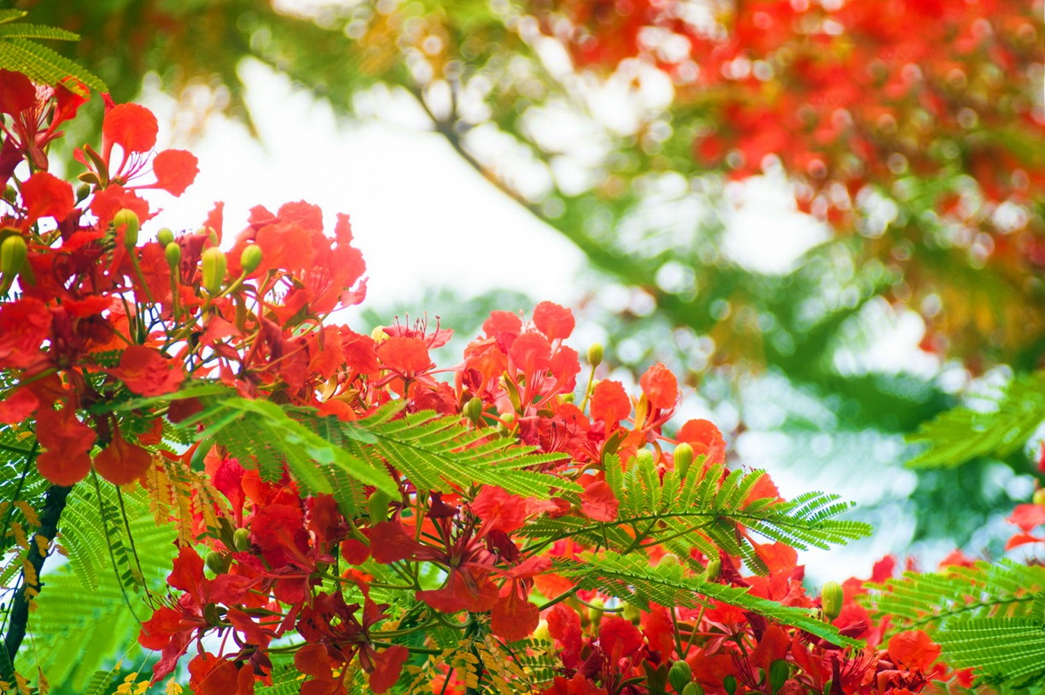 Chia sẻ 56+ về hình hoa phượng hay nhất - cdgdbentre.edu.vn